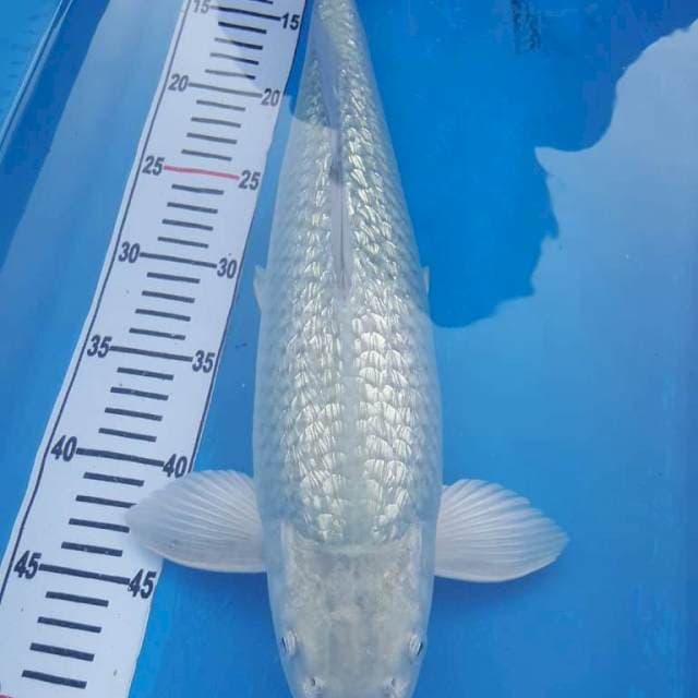 Soragoi Ginrin 50CM