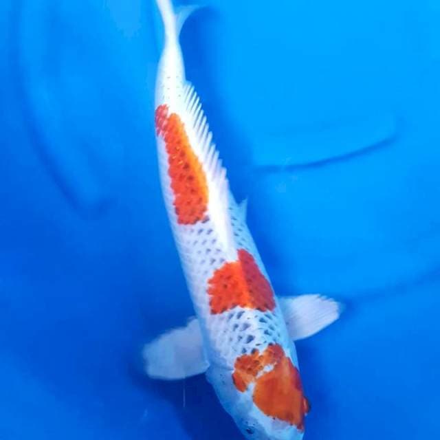 Kujaku 48CM