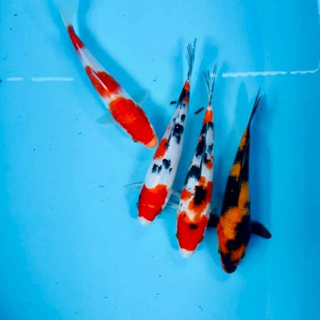 Mix koi, 22-23 cm