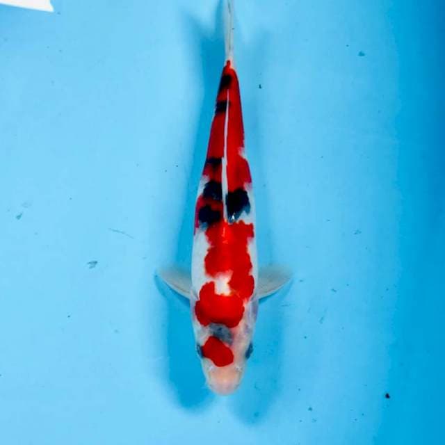 Sanke, 25 cm