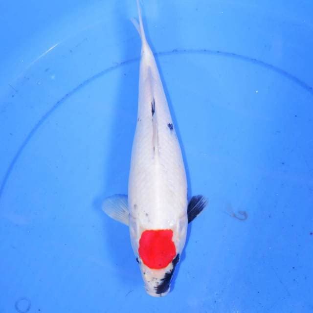 31cm TANCHO SHOWA