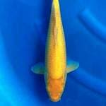 Karasi 37cm
