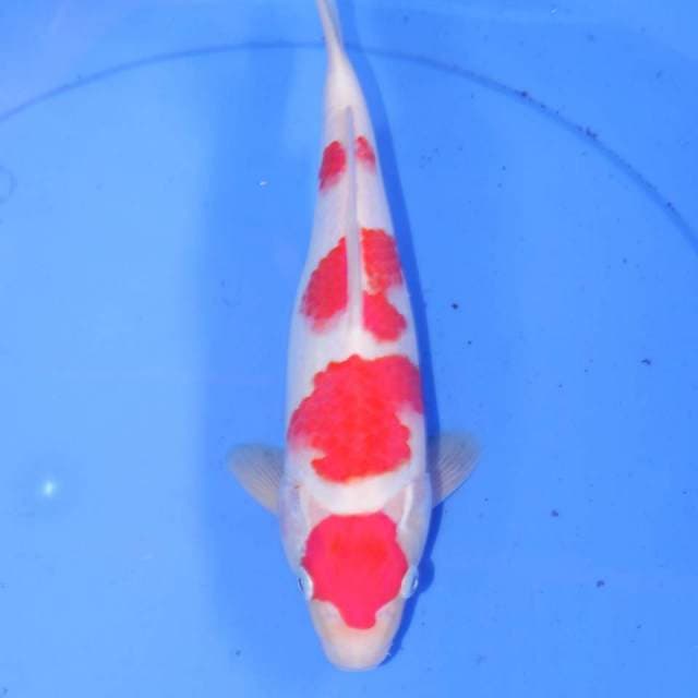 BOZU KOHAKU