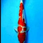 Kohaku super