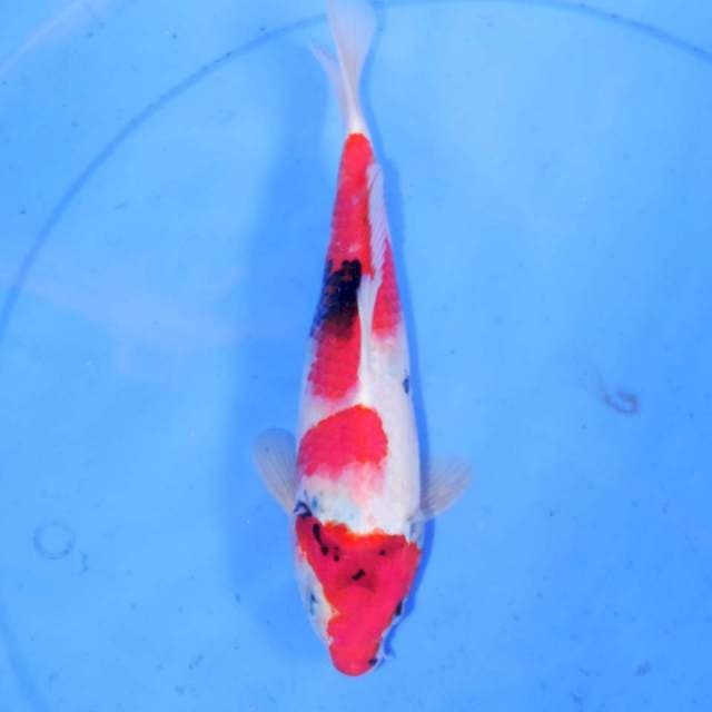 SHOWA 27cm