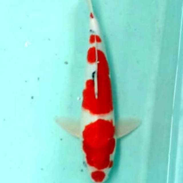 Merah membara 40cm