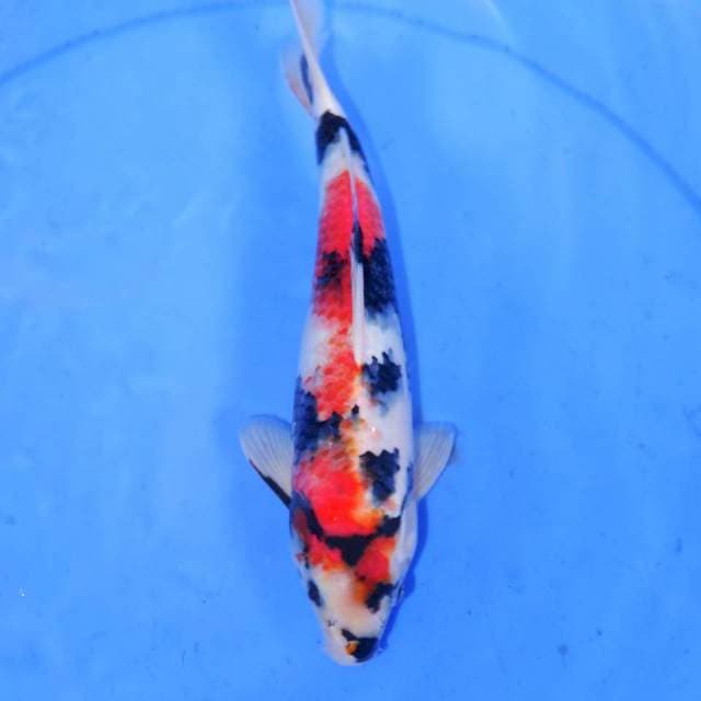 RINETSU SHOWA