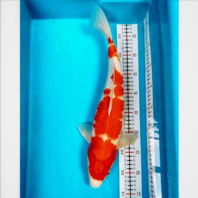 Kohaku