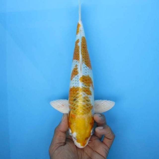 Hariwake