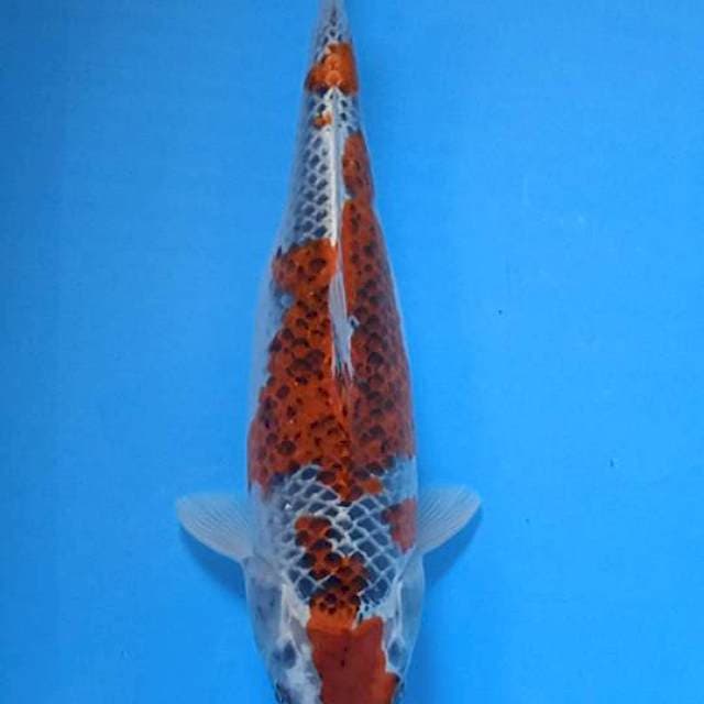 Maruten GOSHIKI