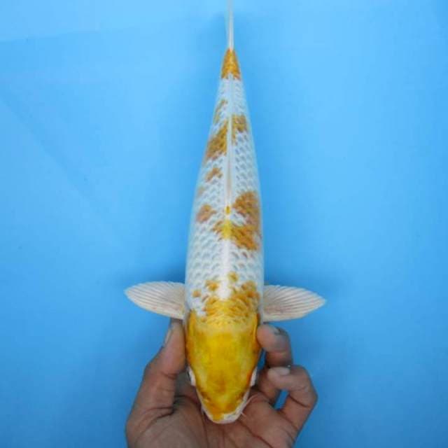 Hariwake 