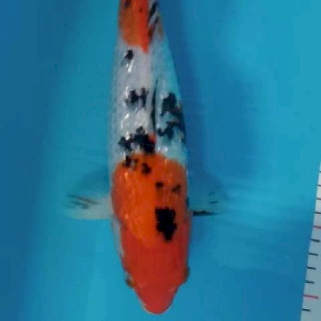 Sanke gindrin 30cm full gindrin