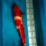 Kohaku merah halus