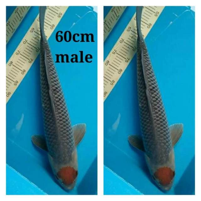 Tancho ochiba 60cm