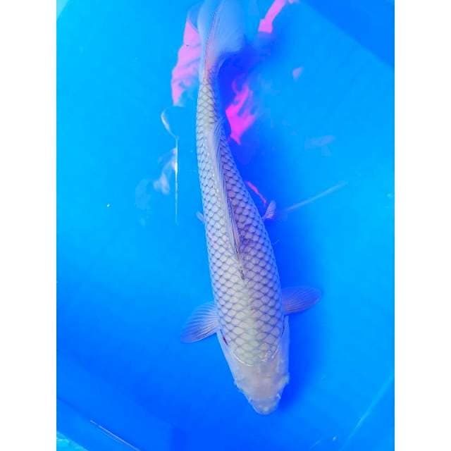 Soragoi 35 cm