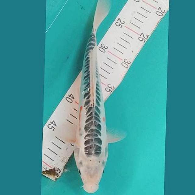 Hana Shusui 30cm