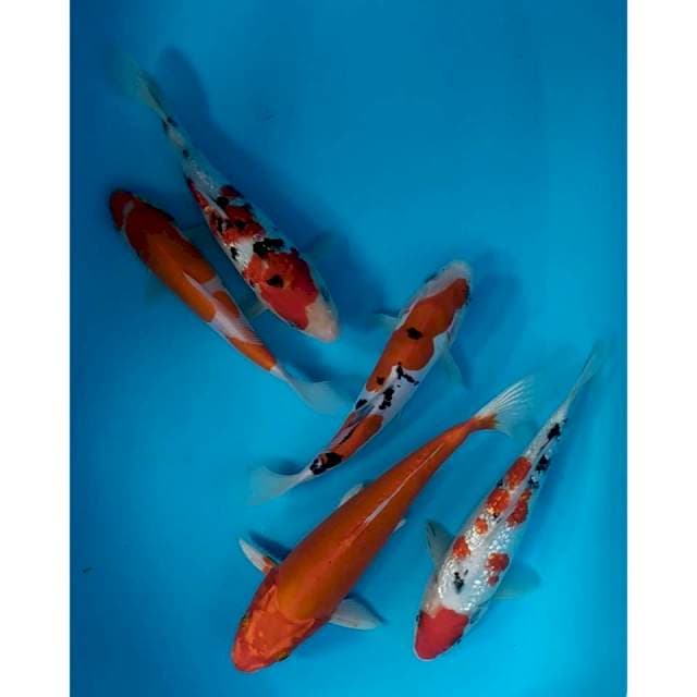 mix 20-24 cm