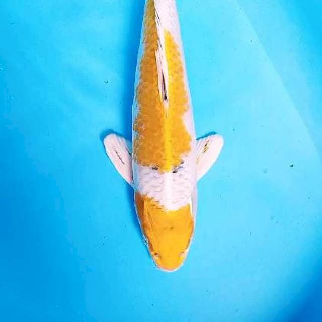 Kin ki 36 cm