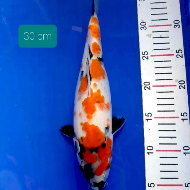 Kindai showa 30 cm