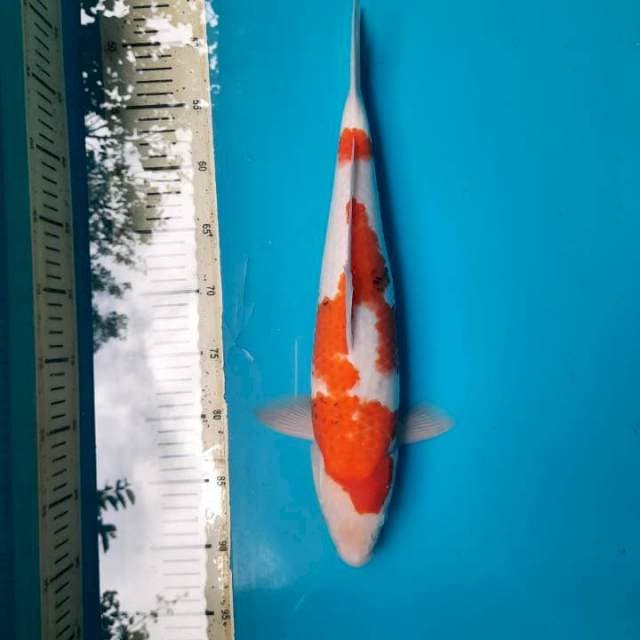 Tategoi showa 42cm M