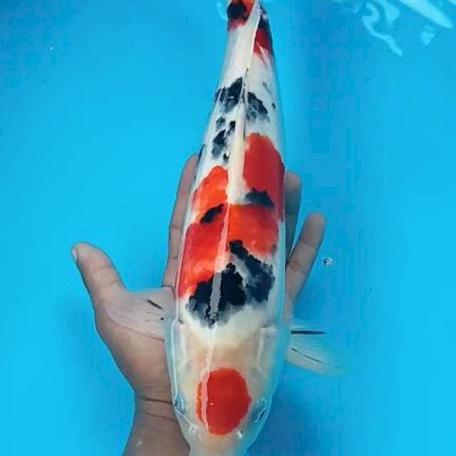 Maruten sangke 39cm