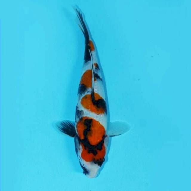 Kindai showa evolution 28cm