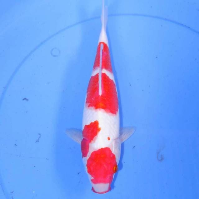 32cm KOHAKU