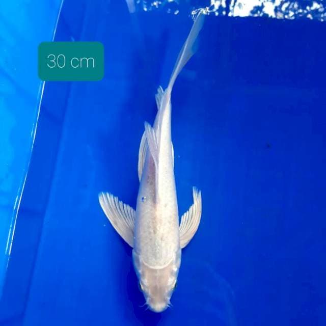 Kumpay karashi 30 cm