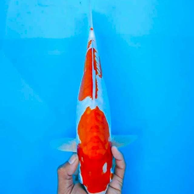 Kujakuu 33cm