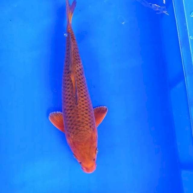 Chagoi tembaga 34 cm