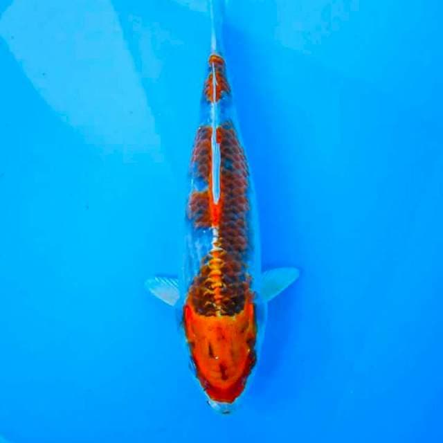 Kujaku red strong 30cm
