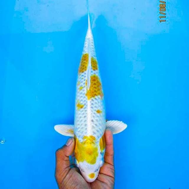 Hariwake 32cm
