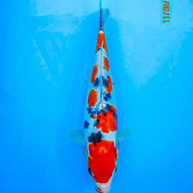 Sanke Super 35cm