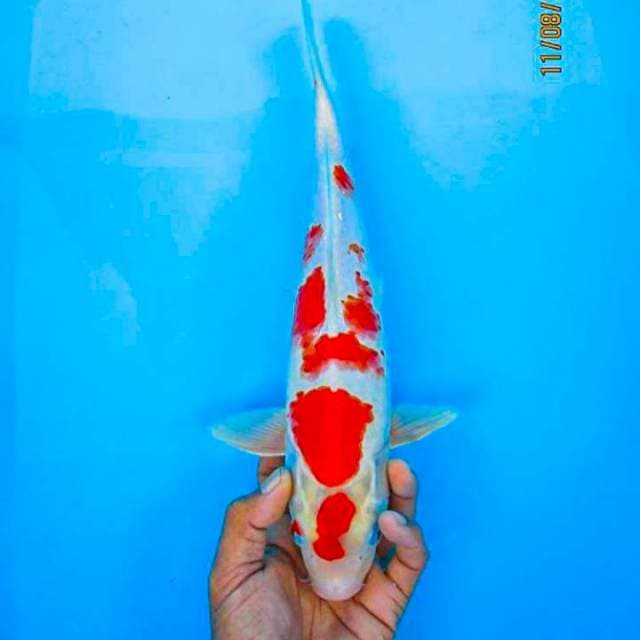 Kohaku Hikari 30cm