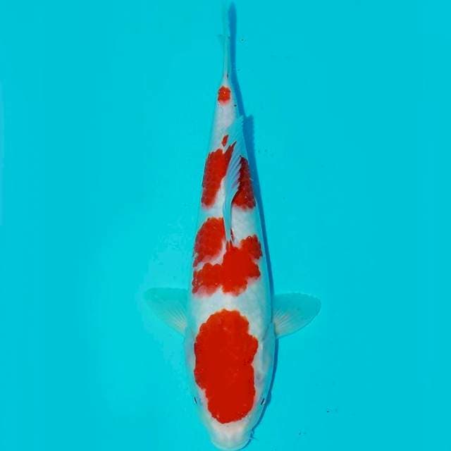 Yondan kohaku 33cm