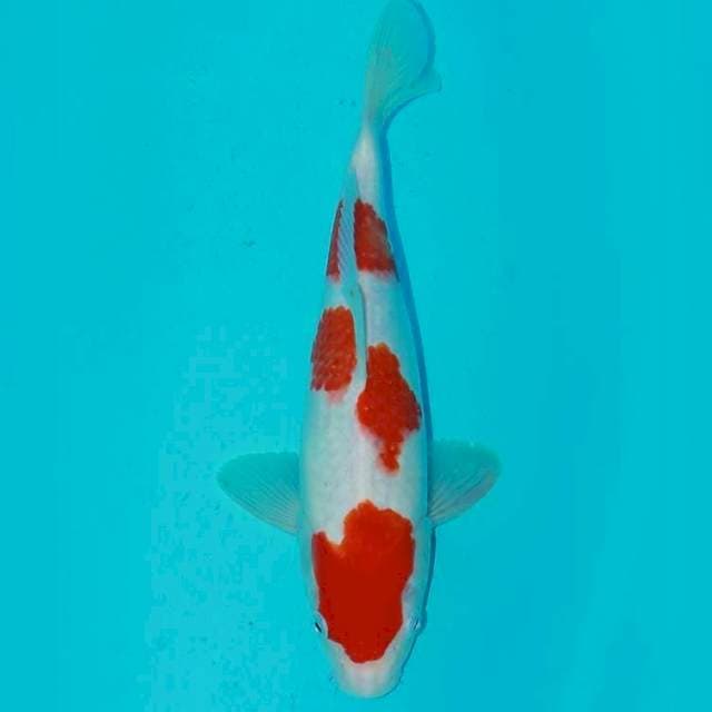 Sandan Kohaku 28cm