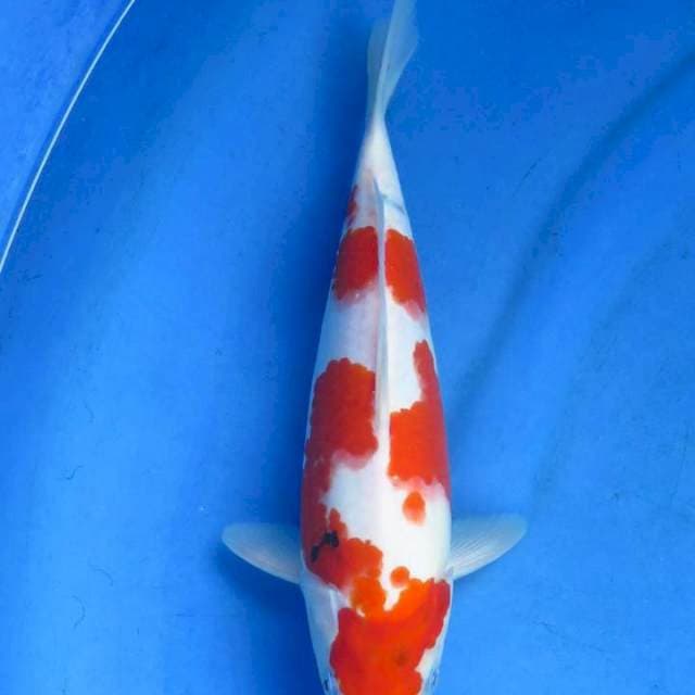 Sanke 31cm
