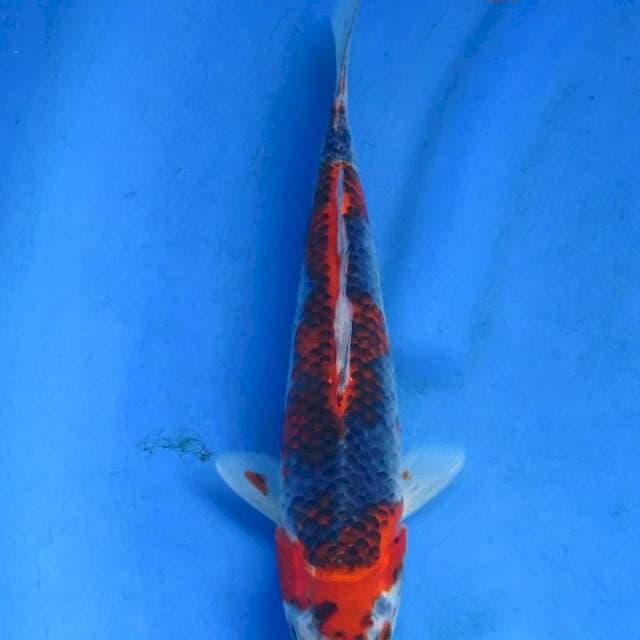 Goshiki 29cm