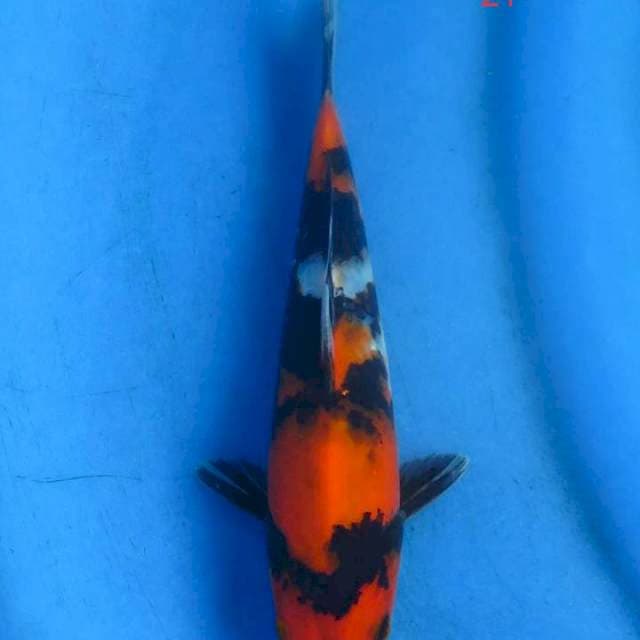 Showa 21 cm