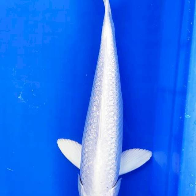 Platinum ginrin 34 cm