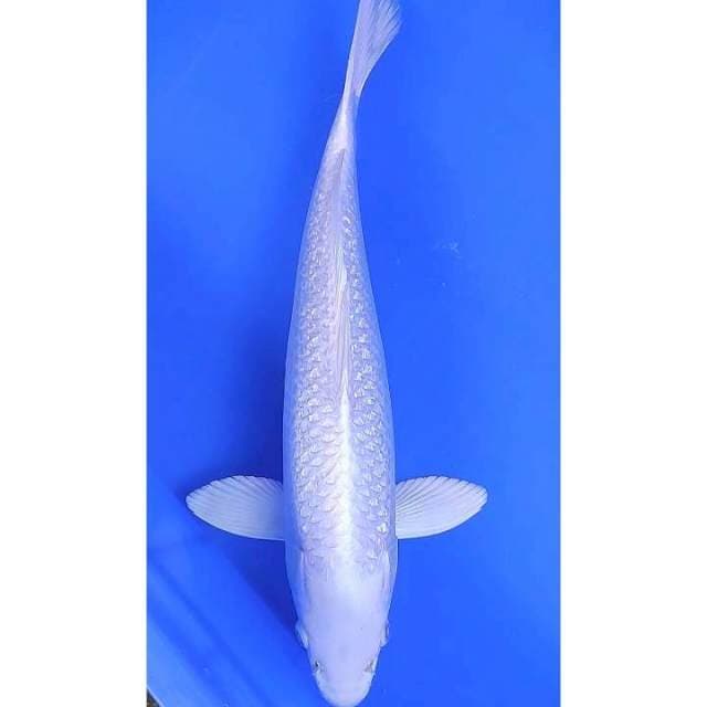Platinum gontin 34 cm