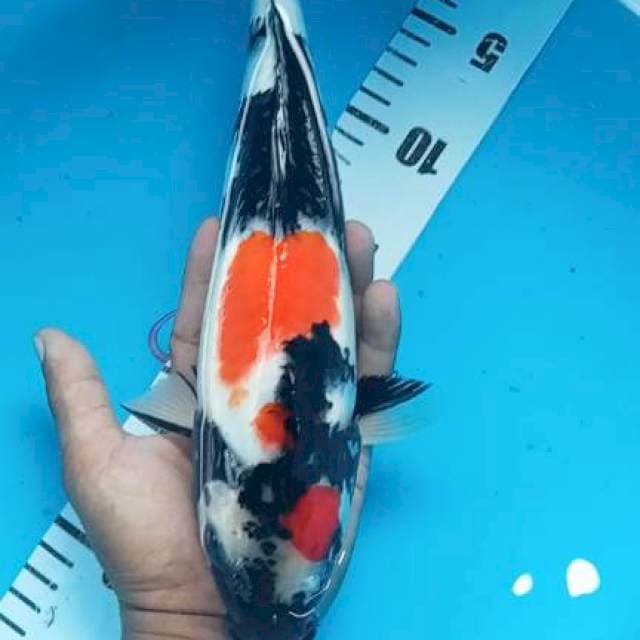 Showa 32cm