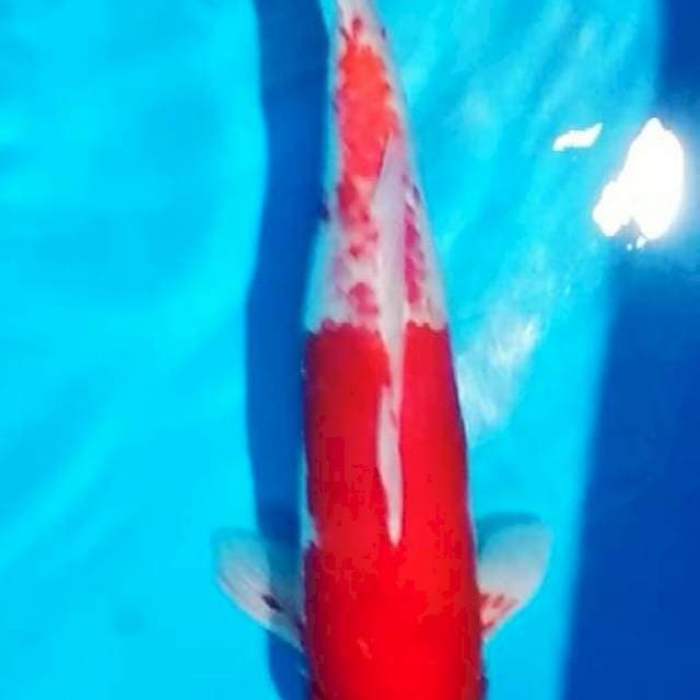 kohaku famale