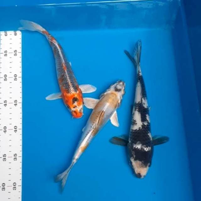 Paket 24-25cm 3ekor