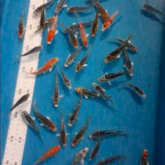 Paket kujaku 7-8cm 40ekor