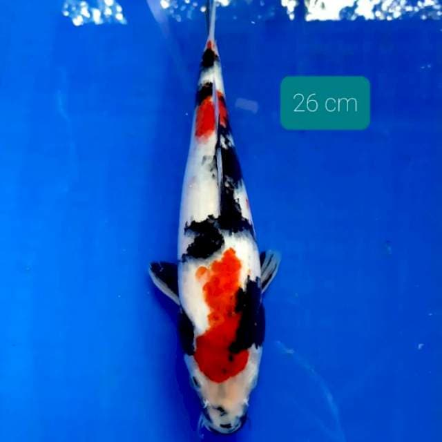 Showa 26 cm