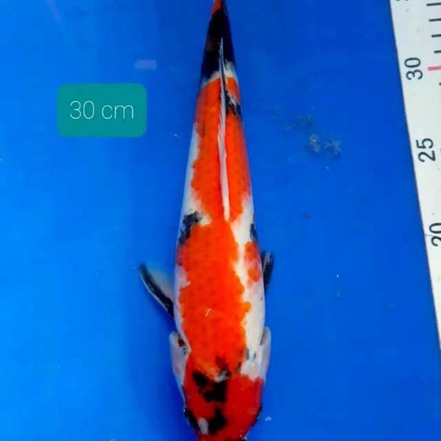 Showa 30 cm
