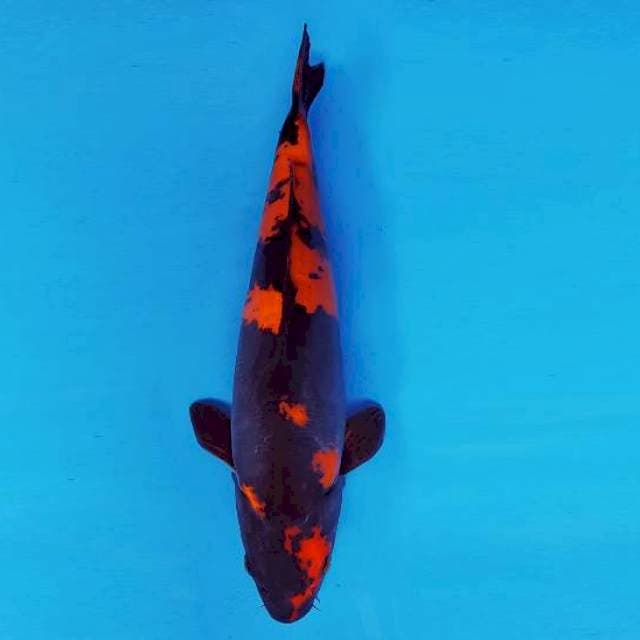 FURY 5 - HI UTSURI DOITSU ®