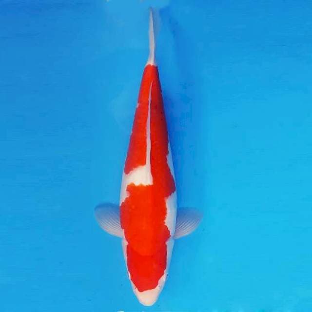 FURY 15 - INAZUMA KOHAKU ®