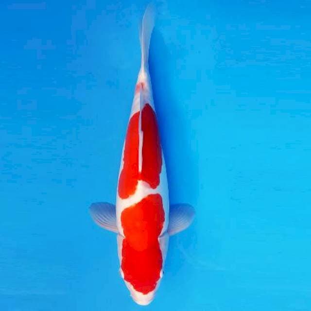 FURY 16 - KOHAKU DOITSU ®